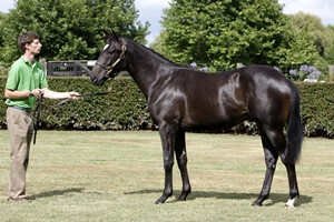 Sacred Falls Yearling